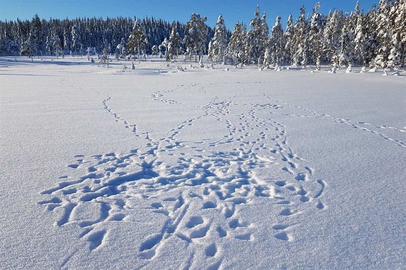 Over 100 ulver påvist så langt i vinter